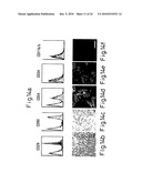 Method of inducing differentiation of bone marrow stromal cells to neural cells or skeletal muscle cells by introduction of notch gene diagram and image