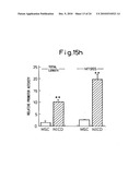 Method of inducing differentiation of bone marrow stromal cells to neural cells or skeletal muscle cells by introduction of notch gene diagram and image