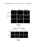 EXTRACELLULAR MATRIX FROM PLURIPOTENT CELLS diagram and image