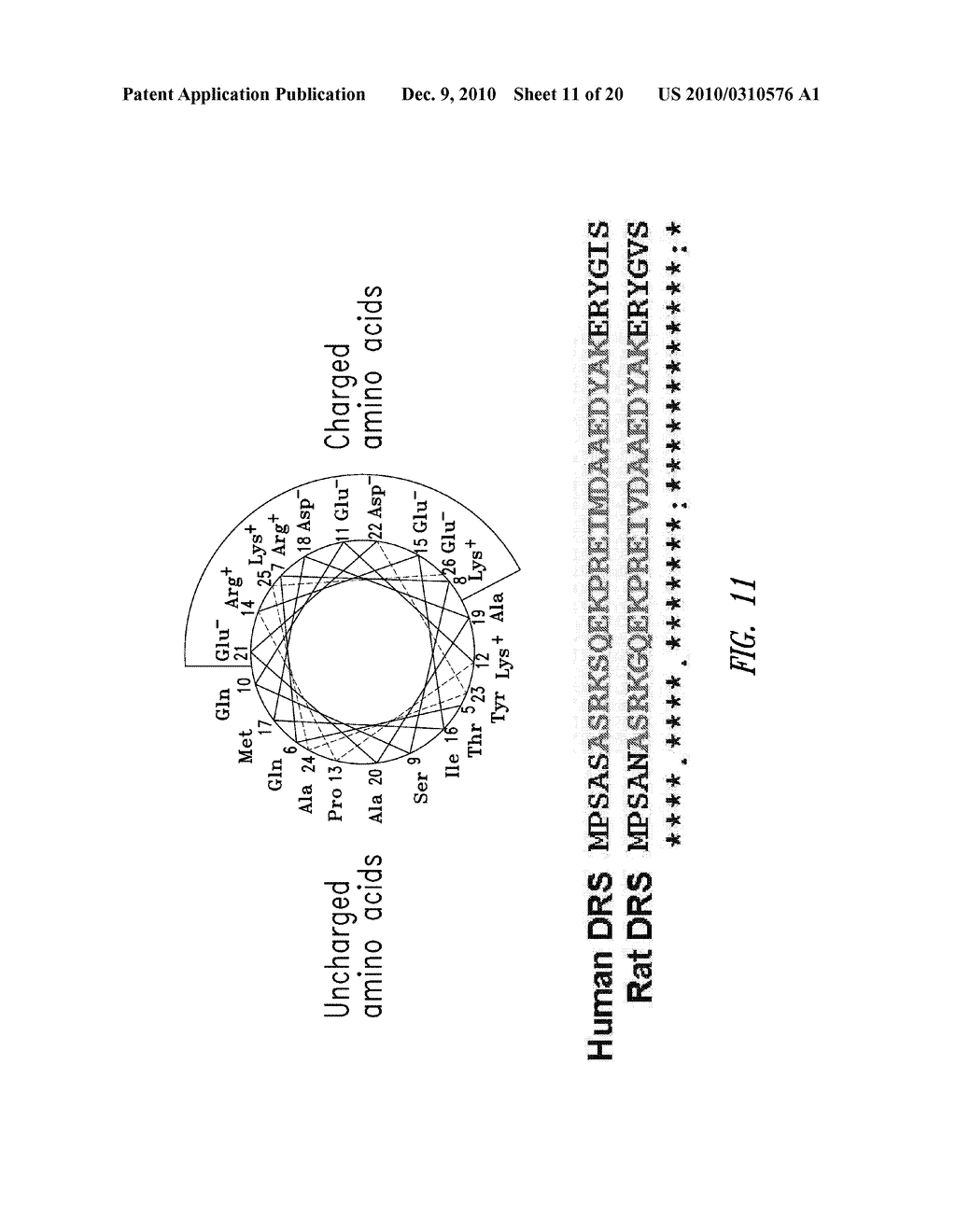 COMPOSITIONS AND METHODS COMPRISING ASPARTYL-tRNA SYNTHETASES HAVING NON-CANONICAL BIOLOGICAL ACTIVITIES - diagram, schematic, and image 12