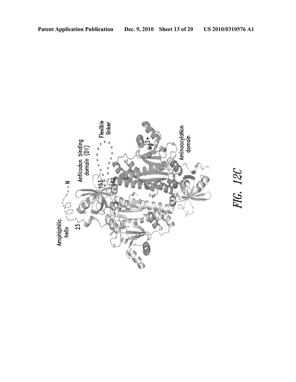 COMPOSITIONS AND METHODS COMPRISING ASPARTYL-tRNA SYNTHETASES HAVING NON-CANONICAL BIOLOGICAL ACTIVITIES - diagram, schematic, and image 14