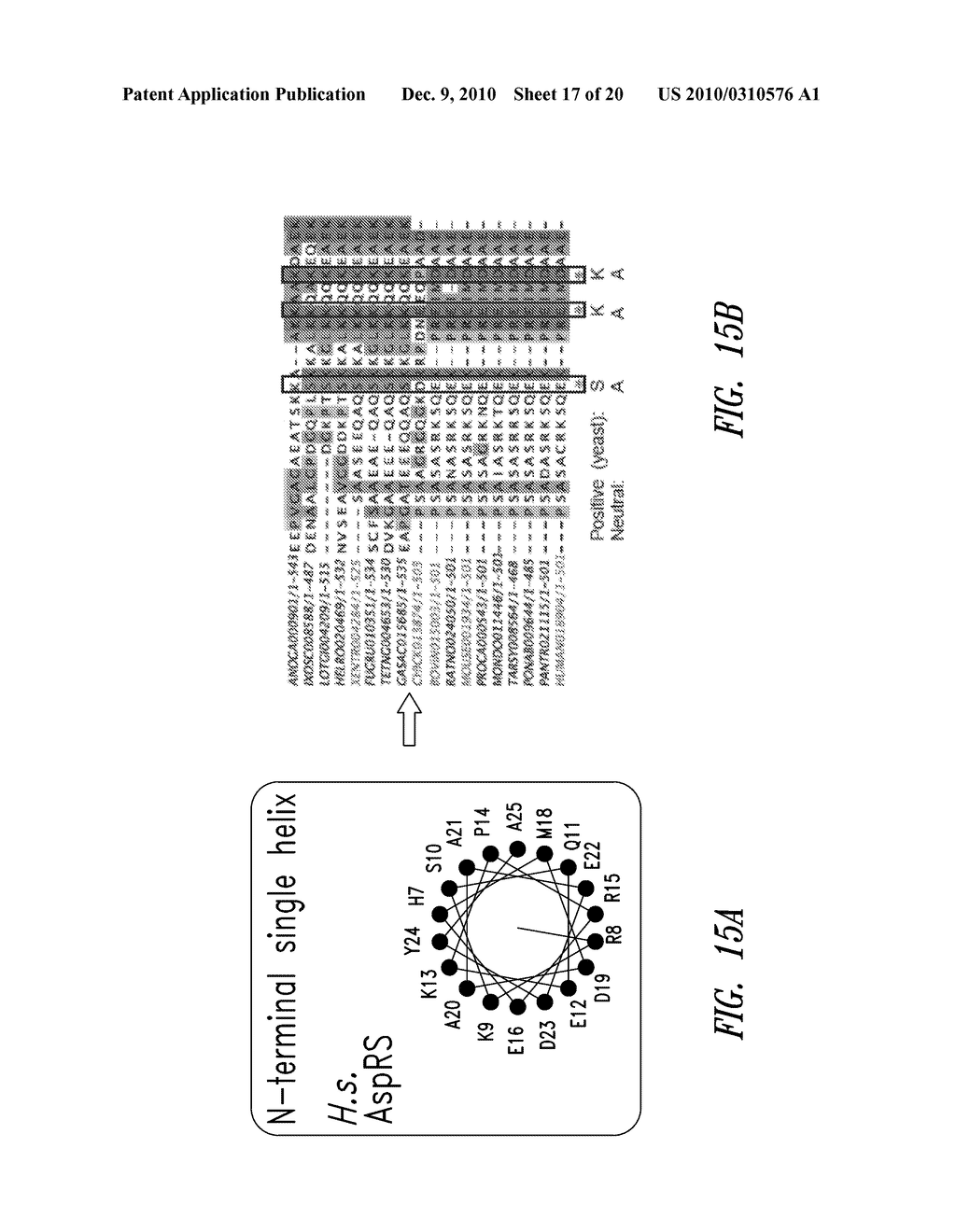 COMPOSITIONS AND METHODS COMPRISING ASPARTYL-tRNA SYNTHETASES HAVING NON-CANONICAL BIOLOGICAL ACTIVITIES - diagram, schematic, and image 18