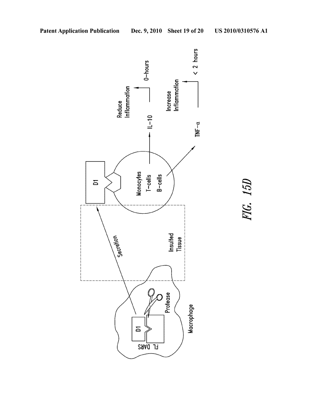 COMPOSITIONS AND METHODS COMPRISING ASPARTYL-tRNA SYNTHETASES HAVING NON-CANONICAL BIOLOGICAL ACTIVITIES - diagram, schematic, and image 20