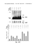 COMPOSITIONS AND METHODS FOR TREATING INSULIN RESISTANCE AND DIABETES MELLITUS diagram and image