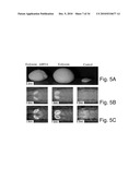 STABLE AMORPHOUS CALCIUM CARBONATE COMPRISING PHOSPHORYLATED AMINO ACIDS diagram and image