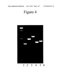 Compositions and Methods for Detecting Juvenile Renal Dysplasia or Calcium Oxalate Stones in Dogs diagram and image