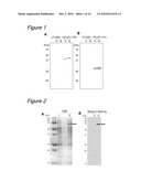 METHOD OF BINDING PROTEINS TO CARRIERS BY MAKING USE OF TAMAVIDINS diagram and image