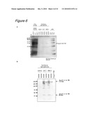 METHOD OF BINDING PROTEINS TO CARRIERS BY MAKING USE OF TAMAVIDINS diagram and image