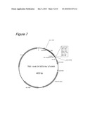 METHOD OF BINDING PROTEINS TO CARRIERS BY MAKING USE OF TAMAVIDINS diagram and image