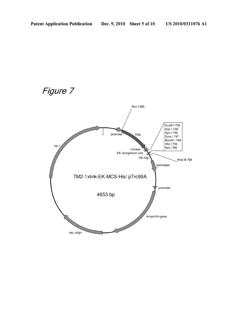 METHOD OF BINDING PROTEINS TO CARRIERS BY MAKING USE OF TAMAVIDINS - diagram, schematic, and image 06