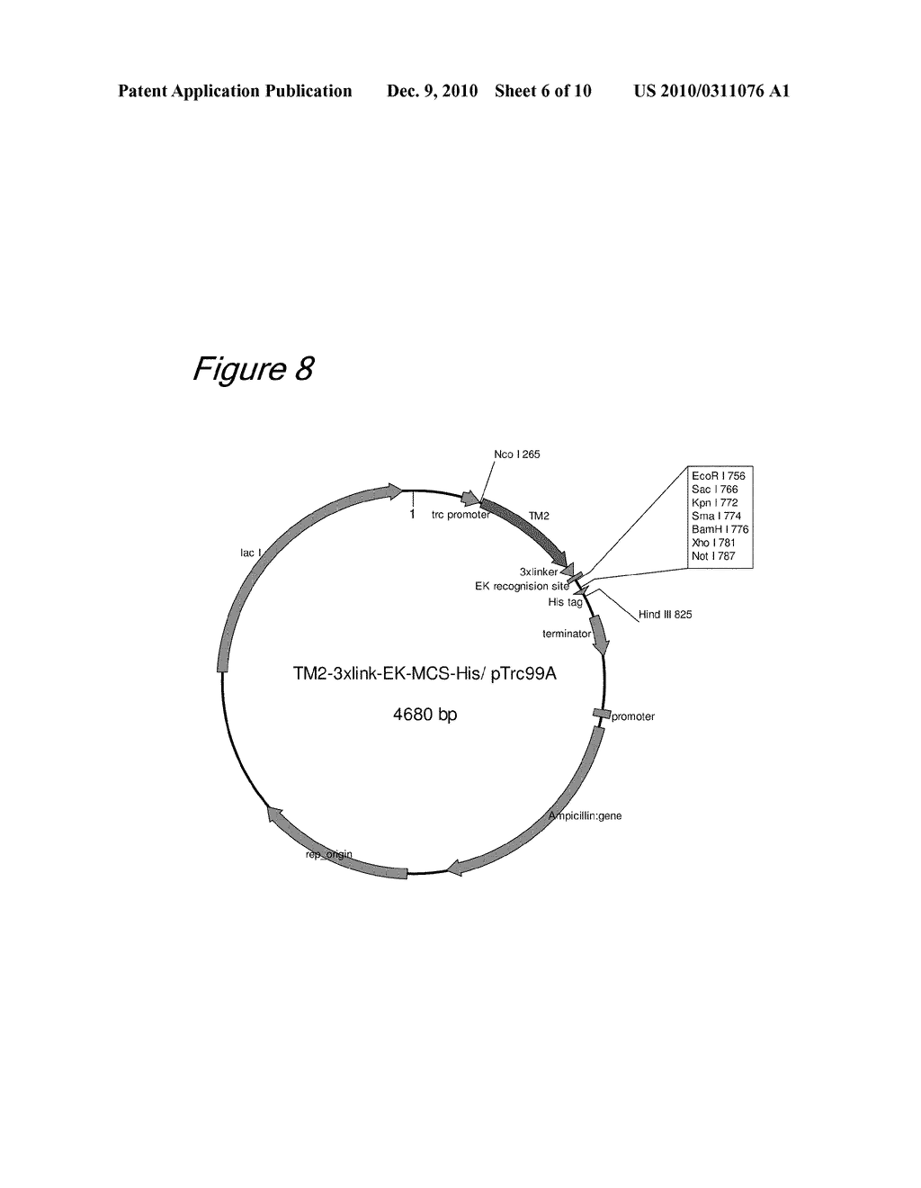 METHOD OF BINDING PROTEINS TO CARRIERS BY MAKING USE OF TAMAVIDINS - diagram, schematic, and image 07