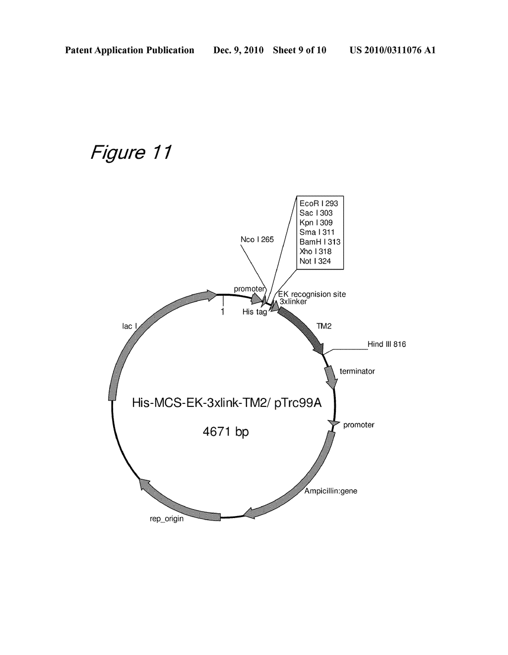 METHOD OF BINDING PROTEINS TO CARRIERS BY MAKING USE OF TAMAVIDINS - diagram, schematic, and image 10