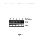 Stable Cell Lines and Methods for Evaluating Gastrointestinal Absorption of Chemicals diagram and image