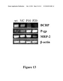 Stable Cell Lines and Methods for Evaluating Gastrointestinal Absorption of Chemicals diagram and image