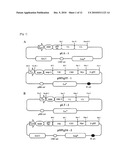 VECTOR FOR EXPRESSING ANTIBODY FRAGMENTS AND A METHOD FOR PRODUCING RECOMBINANT PHAGE THAT DISPLAYS ANTIBODY FRAGMENTS BY USING THE VECTOR diagram and image