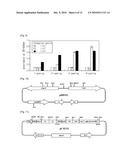 VECTOR FOR EXPRESSING ANTIBODY FRAGMENTS AND A METHOD FOR PRODUCING RECOMBINANT PHAGE THAT DISPLAYS ANTIBODY FRAGMENTS BY USING THE VECTOR diagram and image