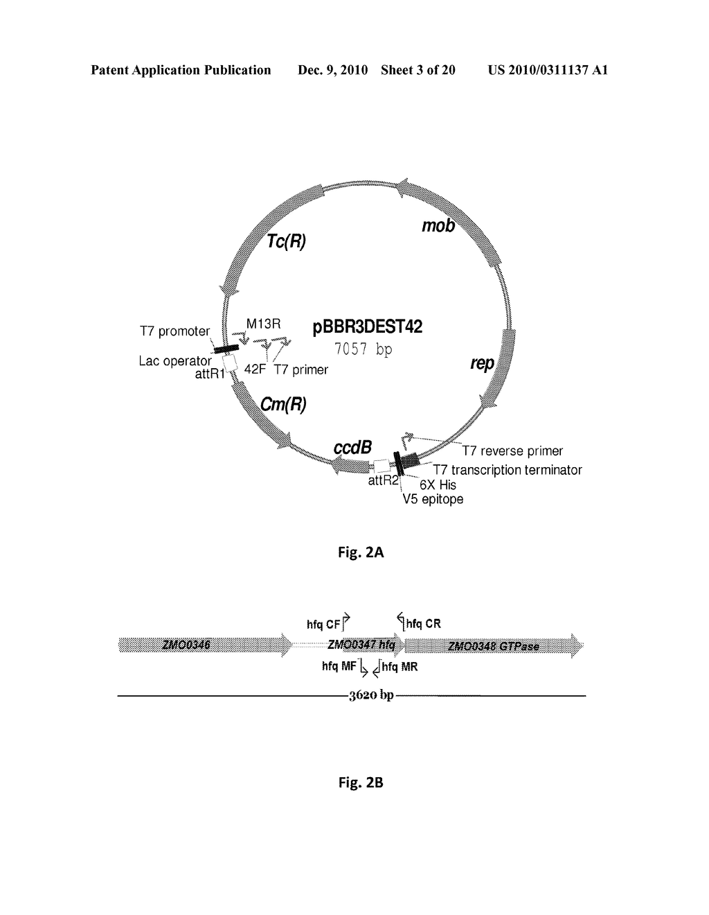 Microorganisms Having Enhanced Tolerance To Inhibitors and Stress - diagram, schematic, and image 04