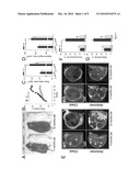 MODULATING BODY WEIGHT diagram and image