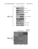 BIOMARKERS FOR IGF-1R INHIBITOR THERAPY diagram and image