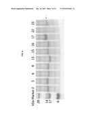 ENGINEERED ANTIBODY CONSTANT DOMAIN MOLECULES diagram and image