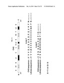 ENGINEERED ANTIBODY CONSTANT DOMAIN MOLECULES diagram and image