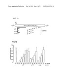 RNA INTERFERENCE MEDIATING SMALL RNA MOLECULES diagram and image