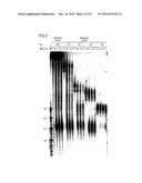 RNA INTERFERENCE MEDIATING SMALL RNA MOLECULES diagram and image