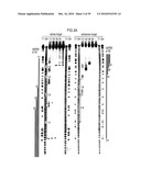 RNA INTERFERENCE MEDIATING SMALL RNA MOLECULES diagram and image