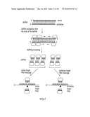 RNA INTERFERENCE MEDIATING SMALL RNA MOLECULES diagram and image