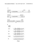 RNA INTERFERENCE MEDIATING SMALL RNA MOLECULES diagram and image