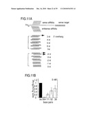 RNA INTERFERENCE MEDIATING SMALL RNA MOLECULES diagram and image