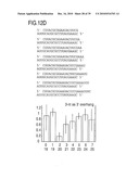 RNA INTERFERENCE MEDIATING SMALL RNA MOLECULES diagram and image