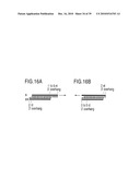 RNA INTERFERENCE MEDIATING SMALL RNA MOLECULES diagram and image