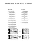 RNA INTERFERENCE MEDIATING SMALL RNA MOLECULES diagram and image