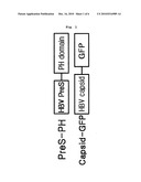 METHOD FOR SCREENING AN INHIBITORY AGENT OF HBV PROLIFERATION BY USING THE INTERACTION BETWEEN HBV CAPSID AND SURFACE PROTEINS BASED ON CELLULAR IMAGING diagram and image