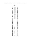 METHOD FOR SCREENING AN INHIBITORY AGENT OF HBV PROLIFERATION BY USING THE INTERACTION BETWEEN HBV CAPSID AND SURFACE PROTEINS BASED ON CELLULAR IMAGING diagram and image