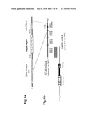 SPINOCEREBELLAR ATAXIA TYPE 8 AND METHODS OF DETECTION diagram and image