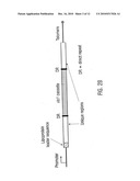 VMP-Like Sequences Of Pathogenic Borrelia diagram and image