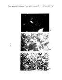 Recombinant Cell Clones Having Increased Stability and Methods of Making and Using the Same diagram and image