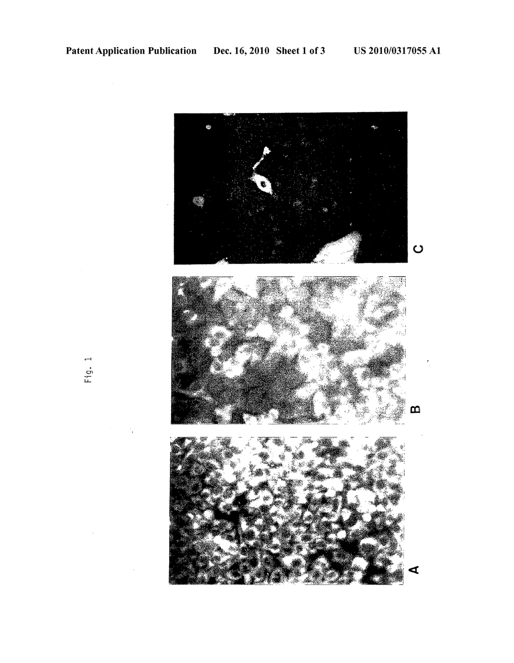 Recombinant Cell Clones Having Increased Stability and Methods of Making and Using the Same - diagram, schematic, and image 02