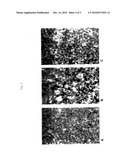 Recombinant Cell Clones Having Increased Stability and Methods of Making and Using the Same diagram and image