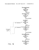 OPTIMIZED STRAINS OF YARROWIA LIPOLYTICA FOR HIGH EICOSAPENTAENOIC ACID PRODUCTION diagram and image