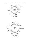 OPTIMIZED STRAINS OF YARROWIA LIPOLYTICA FOR HIGH EICOSAPENTAENOIC ACID PRODUCTION diagram and image