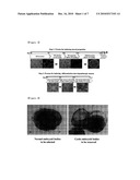 EFFICIENT GENERATION OF NEURAL PROGENITORS, NEURONS, AND DOPAMINERGIC NEURONS FROM HUMAN EMBRYONIC STEM CELLS diagram and image