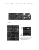 EFFICIENT GENERATION OF NEURAL PROGENITORS, NEURONS, AND DOPAMINERGIC NEURONS FROM HUMAN EMBRYONIC STEM CELLS diagram and image