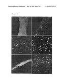 EFFICIENT GENERATION OF NEURAL PROGENITORS, NEURONS, AND DOPAMINERGIC NEURONS FROM HUMAN EMBRYONIC STEM CELLS diagram and image