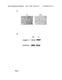 METHOD OF OBTAINING OF 4-N-FURFURYLCYTOSINE AND/OR ITS DERIVATIVES, AN ANTI-AGING COMPOSITION AND USE OF 4-N-FURFURYLCYTOSINE AND/OR ITS DERIVATIVES IN THE MANUFACTURE OF ANTI-AGING COMPOSITION diagram and image