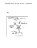 Methods of Treating a Microbial Infection by Modulating RNase-L Expression and/or Activity diagram and image