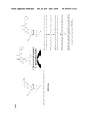 Nucleolin Specific Aptamer and Use thereof diagram and image