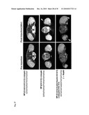 Nucleolin Specific Aptamer and Use thereof diagram and image